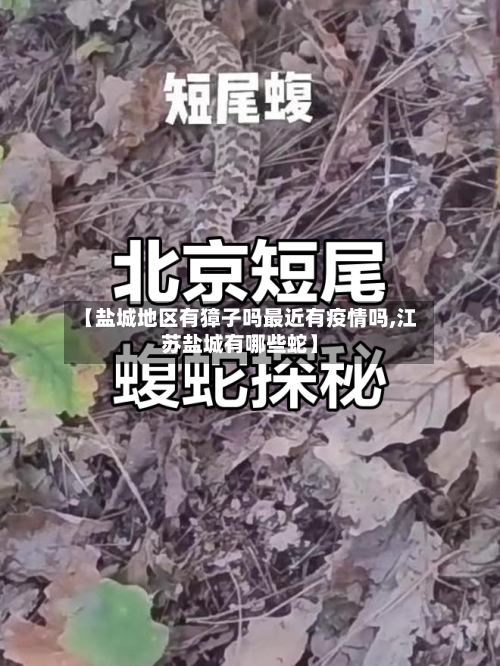 【盐城地区有獐子吗最近有疫情吗,江苏盐城有哪些蛇】-第2张图片