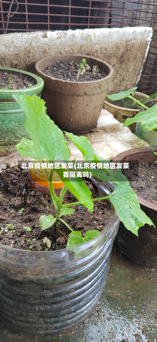 北京疫情地区发菜(北京疫情地区发菜要隔离吗)